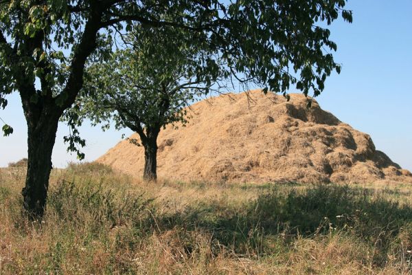 Luže - Radim, 9.9.2009
Třešňovka mezi obcí Radim a Dobrkovem.
Klíčová slova: Luže Radim Anthaxia candens