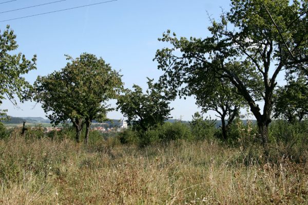 Luže - Radim, 9.9.2009
Třešňovka mezi obcí Radim a Dobrkovem.
Schlüsselwörter: Luže Radim Anthaxia candens