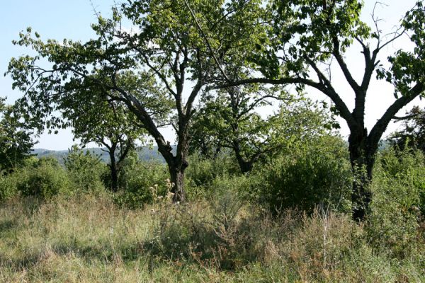 Luže - Radim, 9.9.2009
Třešňovka mezi obcí Radim a Dobrkovem.
Klíčová slova: Luže Radim Anthaxia candens