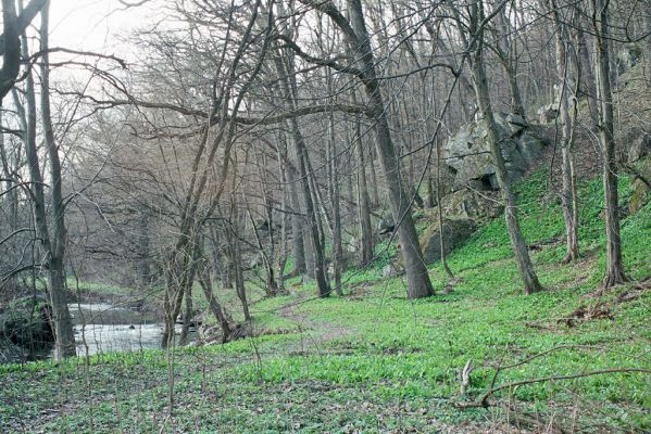 Radkovice u Hrotovic, 9.4.2004
Údolí Rokytnice - Tenátnice.
Klíčová slova: Radkovice u Hrotovic údolí Rokytnice Tenátnice