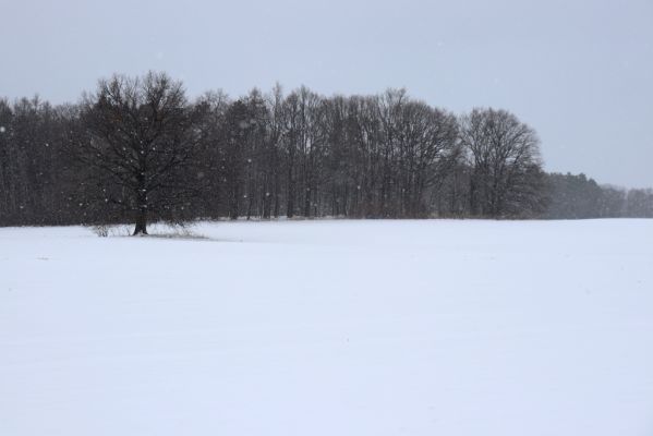 Lukavice, 13.1.2021
Les u Radochlína.
Klíčová slova: Lukavice Radochlín