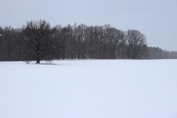 Lukavice, 13.1.2021
Les u Radochlína.
Mots-clés: Lukavice Radochlín