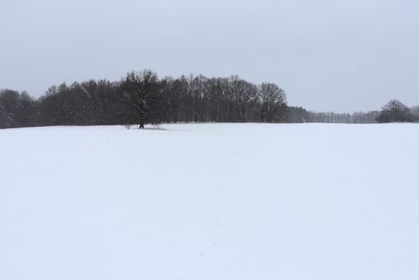 Lukavice, 13.1.2021
Les u Radochlína.
Mots-clés: Lukavice Radochlín