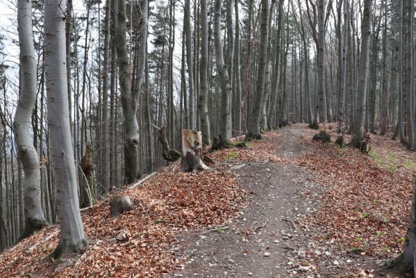 Rajecké Teplice, 11.4.2019
Skalky, Tlstá hora.
Schlüsselwörter: Rajecké Teplice Tlstá hora Stenagostus rhombeus