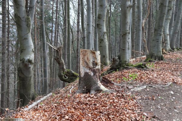 Rajecké Teplice, 11.4.2019
Skalky, Tlstá hora. Smrkový pařez osídlený kovaříkem Stenagostus rhombeus.
Mots-clés: Rajecké Teplice Tlstá hora Stenagostus rhombeus