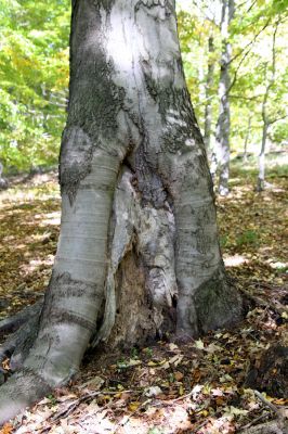 Mimoň, vrch Ralsko, 11.10.2010
Bukový les pod suťovým polem na jihozápadním svahu Ralska. V trouchu u paty kmene buku jsem našel larvu Crepidophorus mutilatus.

Keywords: Mimoň Ralsko Crepidophorus mutilatus