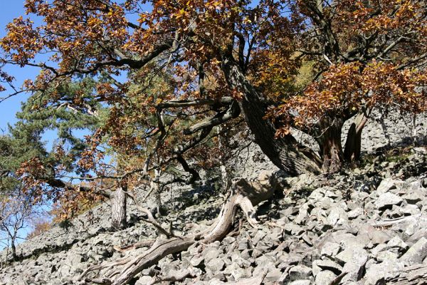 Mimoň, vrch Ralsko, 11.10.2010
Dub a borovice na suťovém poli na jižním svahu Ralska. 
Schlüsselwörter: Mimoň Ralsko