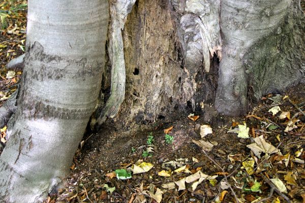 Mimoň, vrch Ralsko, 11.10.2010
Bukový les pod suťovým polem na jihozápadním svahu Ralska. V trouchu u paty kmene buku jsem našel larvu Crepidophorus mutilatus.



Schlüsselwörter: Mimoň Ralsko Crepidophorus mutilatus