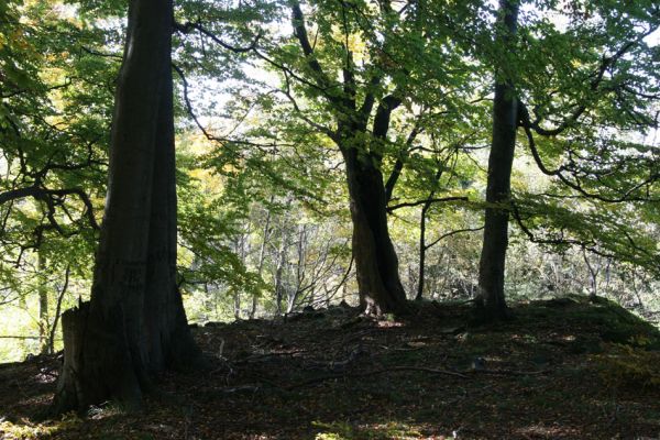 Mimoň, vrch Ralsko, 11.10.2010
Bukový les pod suťovým polem na jihozápadním svahu Ralska.



Schlüsselwörter: Mimoň Ralsko Crepidophorus mutilatus Ischnodes sanguinicollis