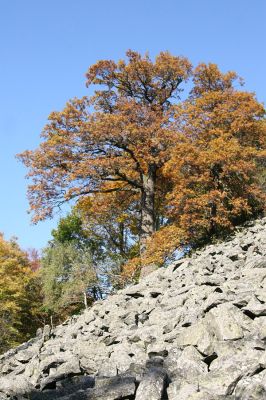 Mimoň, vrch Ralsko, 11.10.2010
Monumentální dub na suťovém poli na jižním svahu Ralska. 
Mots-clés: Mimoň Ralsko