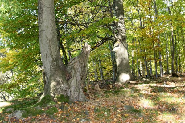 Mimoň, vrch Ralsko, 11.10.2010
Bukový les pod suťovým polem na jihozápadním svahu Ralska.



Klíčová slova: Mimoň Ralsko Crepidophorus mutilatus Ischnodes sanguinicollis