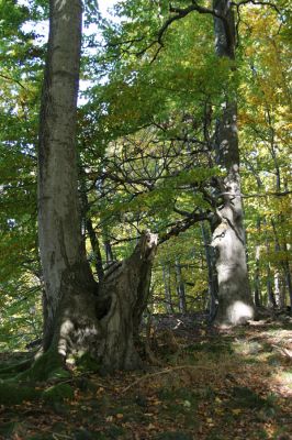 Mimoň, vrch Ralsko, 11.10.2010
Bukový les pod suťovým polem na jihozápadním svahu Ralska.



Schlüsselwörter: Mimoň Ralsko Crepidophorus mutilatus Ischnodes sanguinicollis