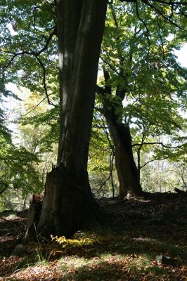 Mimoň, vrch Ralsko, 11.10.2010
Bukový les pod suťovým polem na jihozápadním svahu Ralska. 



Klíčová slova: Mimoň Ralsko Crepidophorus mutilatus Ischnodes sanguinicollis