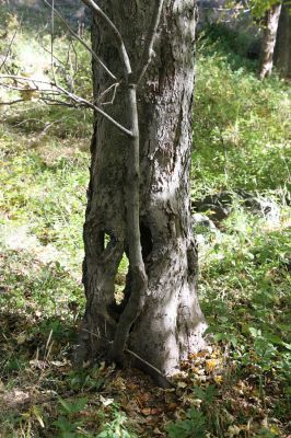 Mimoň, vrch Ralsko, 11.10.2010
Starý les pod suťovým polem na jihozápadním svahu Ralska. Javor osídlený kovaříky Ischnodes sanguinicollis.



Mots-clés: Mimoň Ralsko Ischnodes sanguinicollis