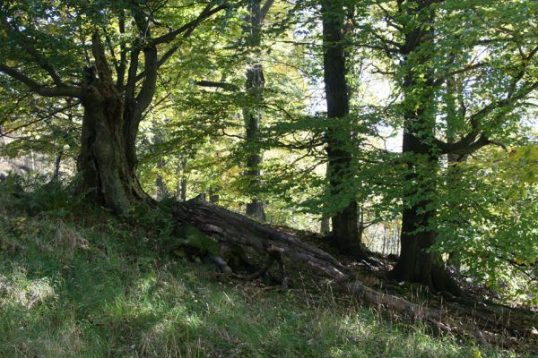 Mimoň, vrch Ralsko, 11.10.2010
Starý les pod suťovým polem na jihozápadním svahu Ralska. 

Keywords: Mimoň Ralsko Crepidophorus mutilatus Ischnodes sanguinicollis