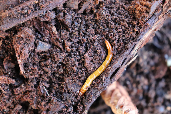 Ralsko, 30.9.2022
Strážov. Larva kovaříka Elater ferrugineus.
Klíčová slova: Ralsko Strážov Elater ferrugineus