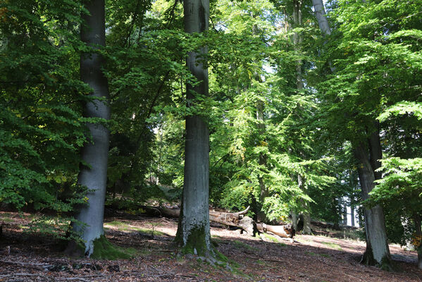 Ralsko, 30.9.2022
Velká Buková.
Keywords: Ralsko Velká Buková