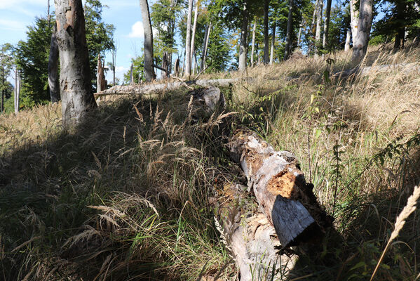 Ralsko, 30.9.2022
Velká Buková.
Keywords: Ralsko Velká Buková Ampedus cinnabarinus