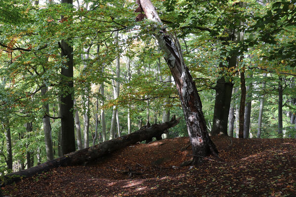 Ralsko, 7.10.2022
Malý Jelení vrch.
Schlüsselwörter: Ralsko Jelení vrchy Malý Jelení vrch