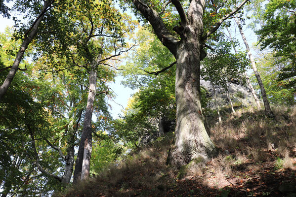 Ralsko, 7.10.2022
Velký Jelení vrch.
Keywords: Ralsko Jelení vrchy Velký Jelení vrch