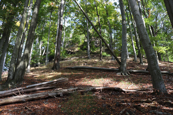 Ralsko, 7.10.2022
Velký Jelení vrch.
Keywords: Ralsko Jelení vrchy Velký Jelení vrch