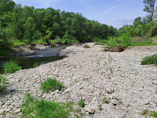 Raškovice, 10.5.2024
Řeka Morávka. Biotop kovaříků Fleutiauxellus maritimus.
Keywords: Raškovice řeka Morávka Fleutiauxellus maritimus.