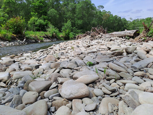 Raškovice, 10.5.2024
Řeka Morávka. Biotop kovaříků Fleutiauxellus maritimus.
Keywords: Raškovice řeka Morávka Fleutiauxellus maritimus