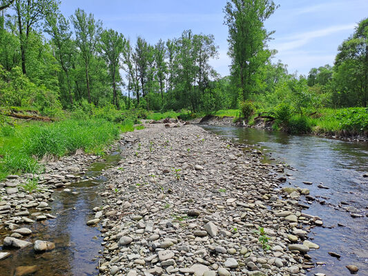 Raškovice, 10.5.2024
Řeka Morávka. Biotop kovaříků Fleutiauxellus maritimus.
Klíčová slova: Raškovice řeka Morávka Fleutiauxellus maritimus