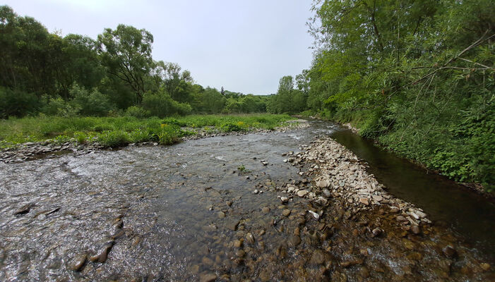 Nižní Lhoty, 10.5.2024
Řeka Morávka. 
Keywords: Nižní Lhoty řeka Morávka Fleutiauxellus maritimus