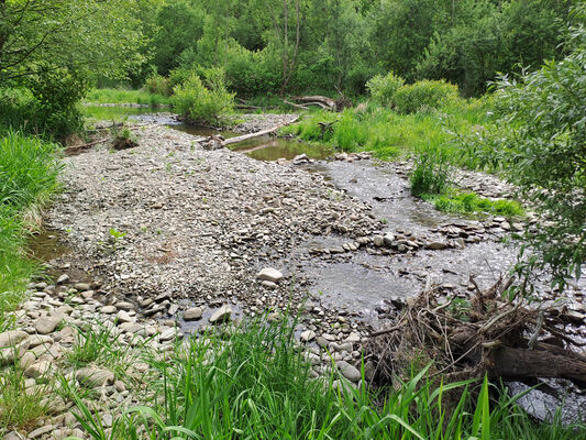 Nižní Lhoty, 10.5.2024
Řeka Morávka. Biotop kovaříků Fleutiauxellus maritimus.
Klíčová slova: Nižní Lhoty řeka Morávka Fleutiauxellus maritimus