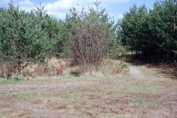 Rašovice, 1.5.2003
Křižovatka štěrkových cest v Rašovickém písníku. Biotop kovaříka Zorochros meridionalis.
Schlüsselwörter: Rašovice písník Zorochros meridionalis