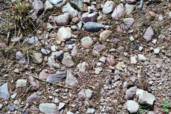 Rašovice, 1.5.2003
Detail okraje štěrkové cesty v Rašovickém písníku. Biotop kovaříka Zorochros meridionalis.
Mots-clés: Rašovice písník Zorochros meridionalis