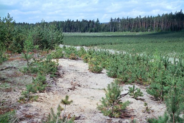 Rašovice, 1.5.2003
Rašovický písník. Volné písčité plochy jsou biotopem kovaříka Dicronychus equisetioides. 
Klíčová slova: Rašovice písník Dicronychus equisetioides