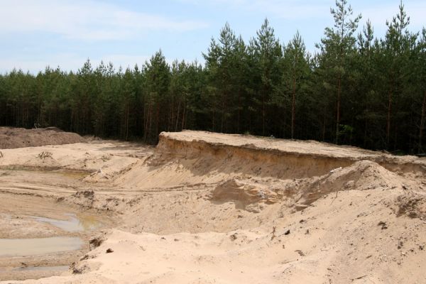 Rašovice, 21.5.2009
Hnízdiště břehulí v rašovické pískovně.
Klíčová slova: Rašovice pískovna břehule