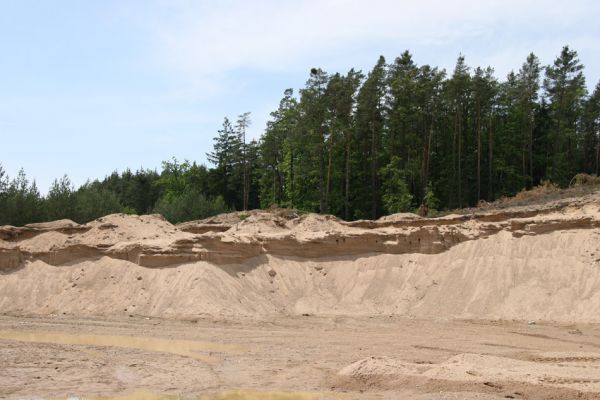 Rašovice, 21.5.2009
Hnízdiště břehulí v rašovické pískovně.
Klíčová slova: Rašovice pískovna břehule