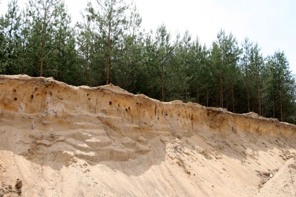 Rašovice, 21.5.2009
Hnízdiště břehulí v rašovické pískovně.
Schlüsselwörter: Rašovice pískovna břehule