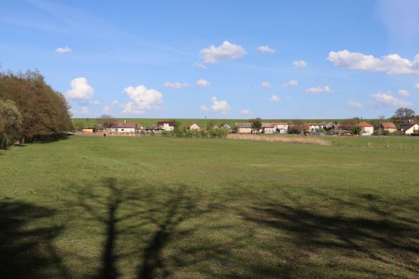 Týniště nad Orlicí, 25.4.2019 
Rašovice - pastvina.
Klíčová slova: Týniště nad Orlicí Rašovice pastvina