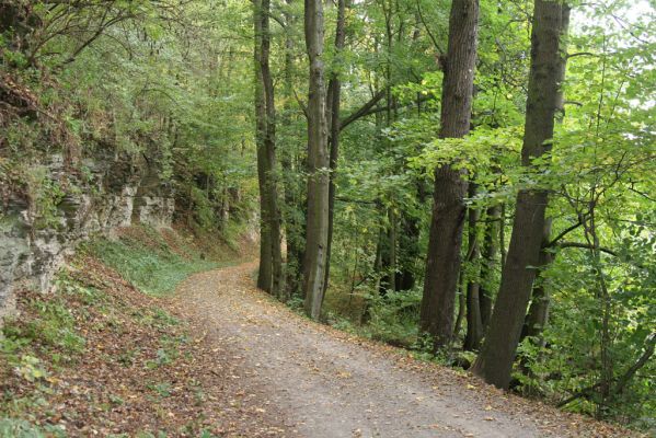 Česká Skalice, Babiččino údolí, 10.10.2015
Cesta v jižní části Babiččina údolí.



Klíčová slova: Česká Skalice Babiččino údolí Bažantnice