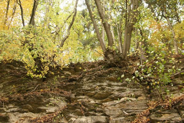 Česká Skalice, Babiččino údolí, 10.10.2015
Lípy na skále nad cestou v jižní části Babiččina údolí.



Klíčová slova: Česká Skalice Babiččino údolí Bažantnice
