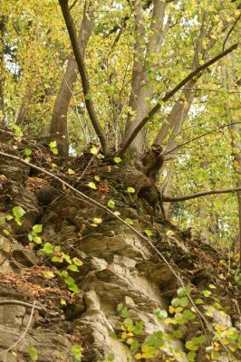 Česká Skalice, Babiččino údolí, 10.10.2015
Lípa na skále nad cestou v jižní části Babiččina údolí.
Klíčová slova: Česká Skalice Babiččino údolí Bažantnice