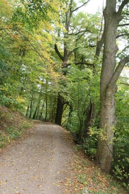 Česká Skalice, Babiččino údolí, 10.10.2015
Cest v jižní části Babiččina údolí.



Keywords: Česká Skalice Babiččino údolí Bažantnice