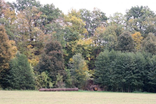 Česká Skalice, Babiččino údolí, 10.10.2015
Dubový vývrat na svahu nad Úpou v jižní části Babiččina údolí.



Klíčová slova: Česká Skalice Babiččino údolí Bažantnice