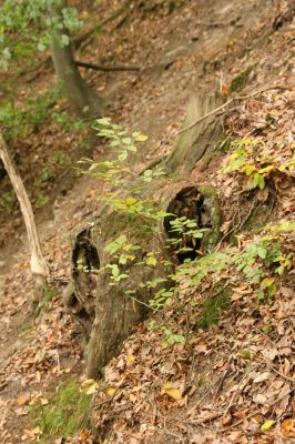 Česká Skalice, Babiččino údolí, 10.10.2015
Dubový pařez nad cestou v jižní části Babiččina údolí.



Klíčová slova: Česká Skalice Babiččino údolí Bažantnice
