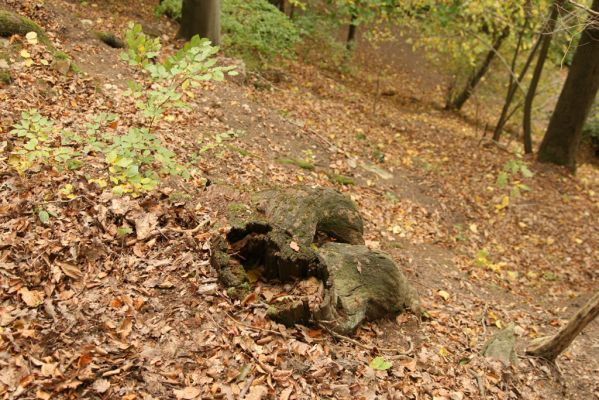 Česká Skalice, Babiččino údolí, 10.10.2015
Dubový pařez nad cestou v jižní části Babiččina údolí.



Klíčová slova: Česká Skalice Babiččino údolí Bažantnice