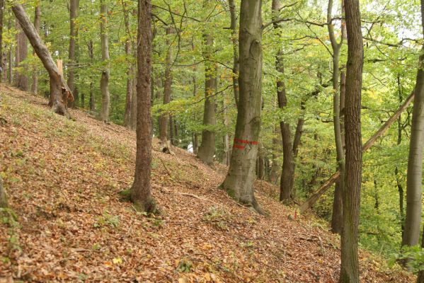 Česká Skalice, Babiččino údolí, 10.10.2015
Les na svahu nad cestou v jižní části Babiččina údolí.



Klíčová slova: Česká Skalice Babiččino údolí Bažantnice