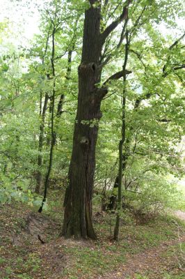 Česká Skalice, Babiččino údolí, 10.10.2015
Starý dub nad cestou v jižní části Babiččina údolí.



Klíčová slova: Česká Skalice Babiččino údolí Bažantnice