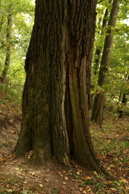 Česká Skalice, Babiččino údolí, 10.10.2015
Starý dub nad cestou v jižní části Babiččina údolí.


Klíčová slova: Česká Skalice Babiččino údolí Bažantnice