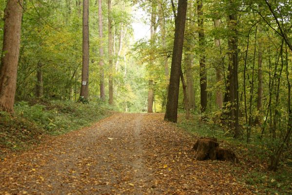 Česká Skalice, Babiččino údolí, 10.10.2015
Cesta přes Bažantnici.



Klíčová slova: Česká Skalice Babiččino údolí Bažantnice