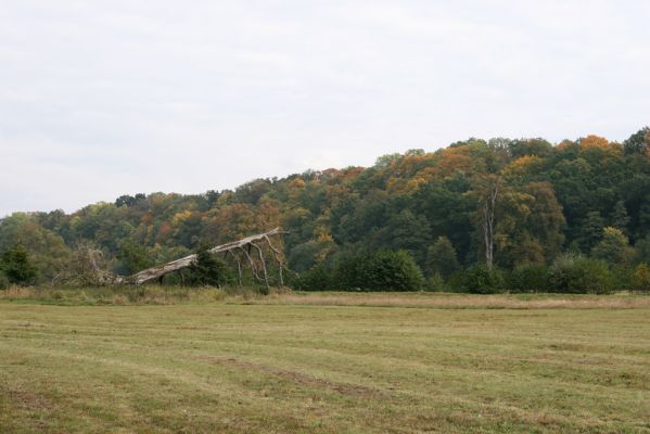 Česká Skalice, Babiččino údolí, 10.10.2015
Záplavové louky v jižní části Babiččina údolí.



Klíčová slova: Česká Skalice Babiččino údolí Bažantnice