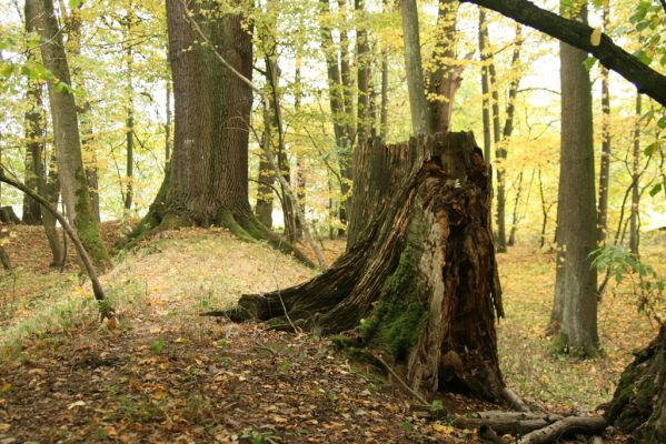 Česká Skalice, Babiččino údolí, 10.10.2015
Podzim v Bažantnici.



Klíčová slova: Česká Skalice Babiččino údolí Bažantnice Ampedus erythrogonus